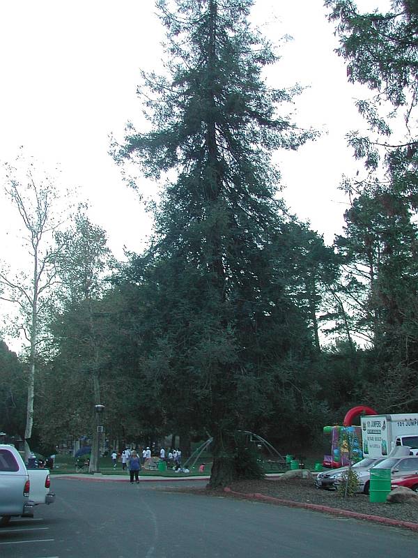 California Redwoods in Arroyo Verde Park